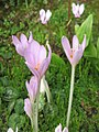 Colchicum autumnale