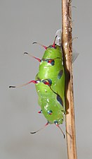 Pupa