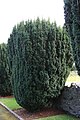 A fastigiate growth form with vertical branches as in Irish Yews.