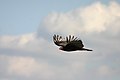 Wings held upward during flight