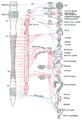 Sympathetic (red) and parasympathetic (blue) nervous system