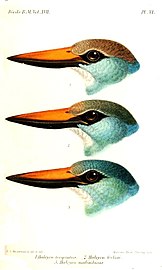 Heads of three subspecies: H. m. torquata (top); H. m. forbesi (middle); H. m. malimbica (bottom); illustration by Keulemans, 1892