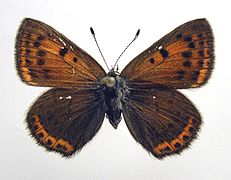 Female, recto