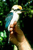 Micronesian kingfisher