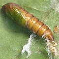 Pupa