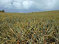 Pineapple plantation