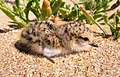 Red-capped Plover