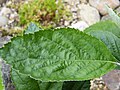 Upper surface of a leaf