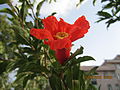 Pomegranate blossom before petal fall