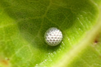 Egg