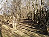 Stockbury Hill Wood