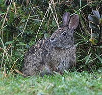 A small rabbit coming out of foliage, its fur a warm brown ticked with a dark brown, its ears small and set back, its face closer to a vole's than a rabbit's