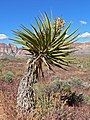 Yucca schidigera