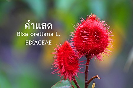 คำแสด Bixa orellana L.