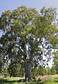 A 700-year-old tree at the Wonga Wetlands, NSW.