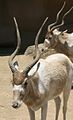 聖迭戈動物園的兩頭旋角羚