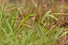 Ahaetulla isabellina from Western Ghats, Central Kerala