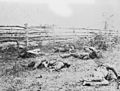 Confederate soldiers on the Antietam battlefield as they fell inside the fence on the Hagerstown road, September 1862 by Alexander Gardner