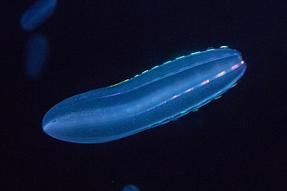 Ctenophore