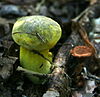 A young specimen of Boletus pseudosulphureus