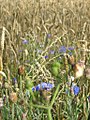 Cornflower (Centaurea cyanus)