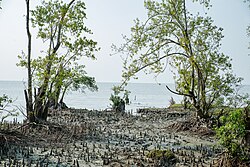 Mangroves in Char Kukri-Mukri Wildlife Sanctuary