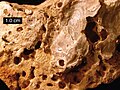 白垩纪的岩石，发现于德州，众多的空洞是鹅卵石与牡蛎的痕迹。图中的量尺长10毫米。