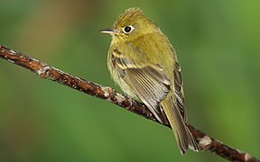 Empidonax-flavescens-001