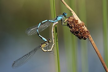 Common Blue Damselflies mating