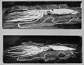 #70 (27/9/1896) Ventral (top) and dorsal views of the second 1896 specimen from Kyrksæterøra. The present copy was released by the NTNU Museum of Natural History and Archaeology in 2011; lower-resolution versions originally appeared in Storm (1897:100, fig. 20) and Brinkmann (1916:179, fig. 2).