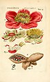 Illustratio systematis sexualis Linnaeani中的荷兰芍药（英语：Paeonia officinalis）插画。