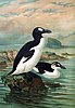 Great Auks by John Gerrard Keulemans