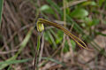 Clubbed spider orchid (C. longicauda) budding