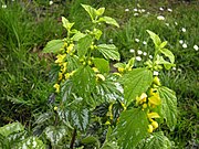 Cluster of plants of Lamium galeobdolon with yellow flowers and silvery white variegated leaves