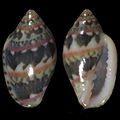 Marginella liparozona Annobón, Gulf of Guinea