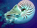 View of a Palau nautilus from the side