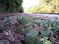 Growing wild in northern Illinois (partial shade)