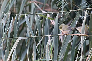 Perched on a Phragmitis reed near Aussenkehr, lower Orange River