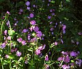 Silene dioica, red campion 02 Jun 09