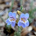 Flowers of Penstemon linarioides