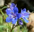 Phacelia parryi