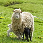 Faroes ewe and her twin lambs