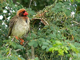 Male 红嘴奎利亚雀 at nest concealed in thorny Senegalia（英语：Senegalia nigrescens） shrub