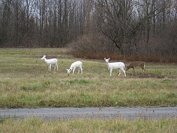 Seneca white deer