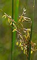 Flowers with yellow stamens and golden-brown spikelets