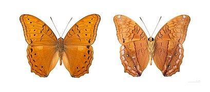 Museum specimen ♂ Both sides