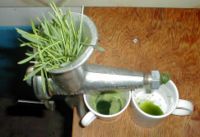 Extracting wheatgrass juice with a manual juicing machine.