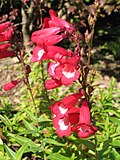 Flowers of Penstemon rubicundus