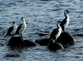 4 Black-faced cormorants