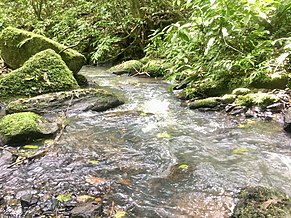 A stream in the secondary part of Mabira Forest located in Uganda. This picture was taken by Ivan Odongo a student of Busitema University, Namasagali Campus during his recess program and fieldwork study tour and it was an example of water resources in mabira forest reserve.